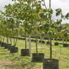 Thumb_cocobolo_tree_farm_152_3