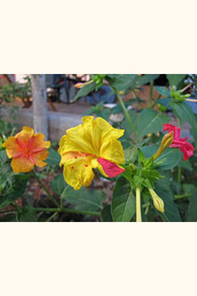 Slider_220px-mirabilis-jalapa-in-different-colors
