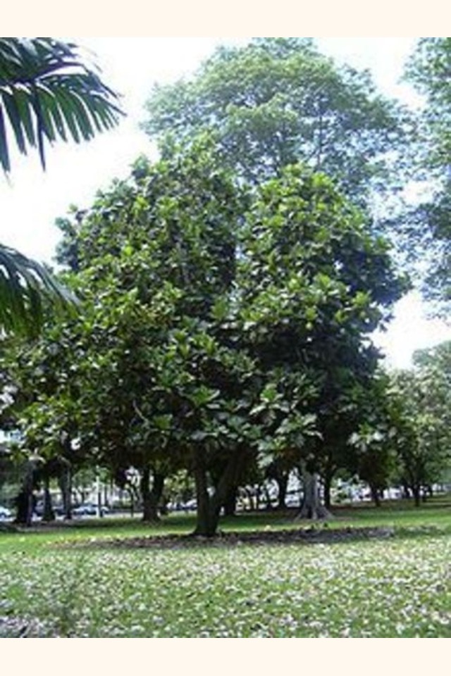 Slider_220px-breadfruit_tree