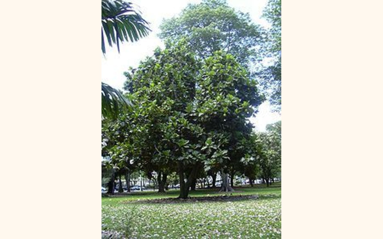 Slider_big_220px-breadfruit_tree