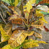 Thumb_croton_yellow_leaf_2__croton_variegatum_