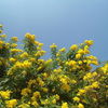 Thumb__tecoma_stans__yellow_bell_flowers_at_tenneti_park_02
