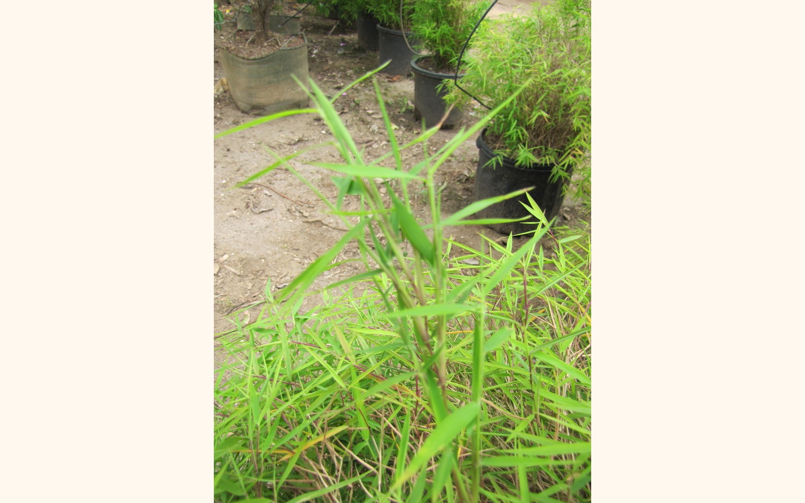 Slider_big_dwarf_chinese_bamboo__pogonatherum_sp.____leaf