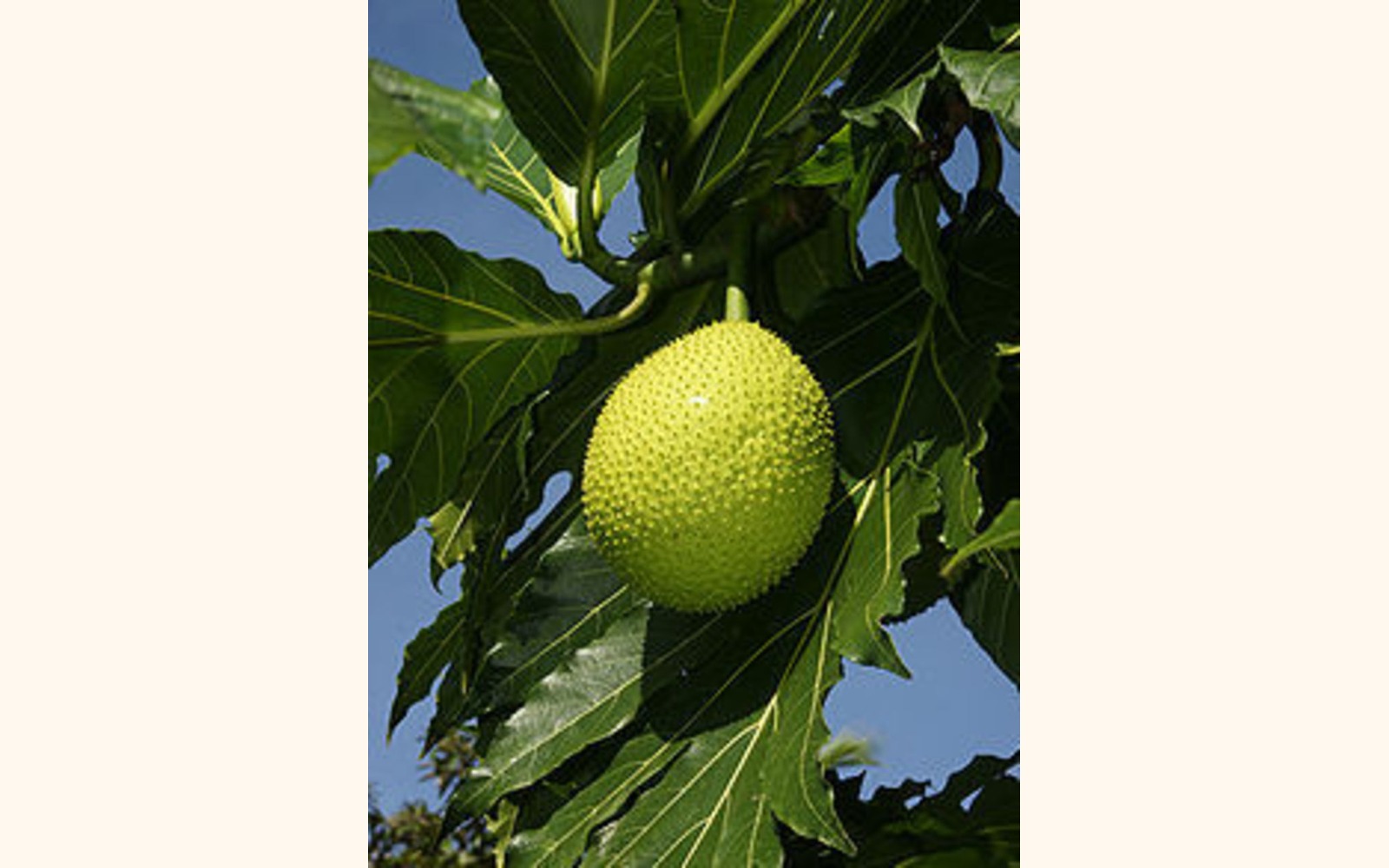 Slider_big_220px-artocarpus_altilis__fruit_-2