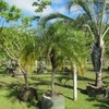 Phoenix palm, Fenix palm  