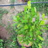 Thumb_miracle_fruit_plant
